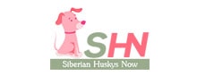 Siberian Huskys Now