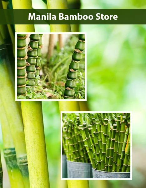 manila-bamboo